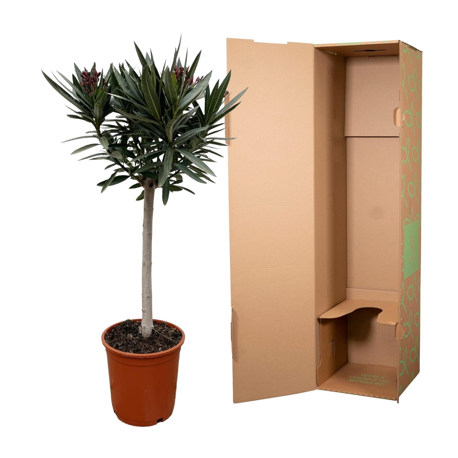 Nerium Oleander auf Stamm mit roten Blüten - 90cm - Ø22