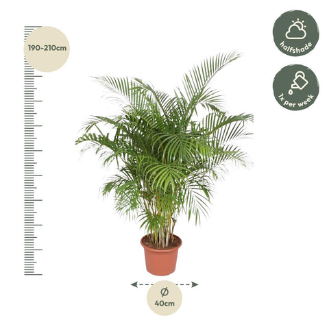 Dypsis Lutescens (Areca Palme) - 200 cm - ø40