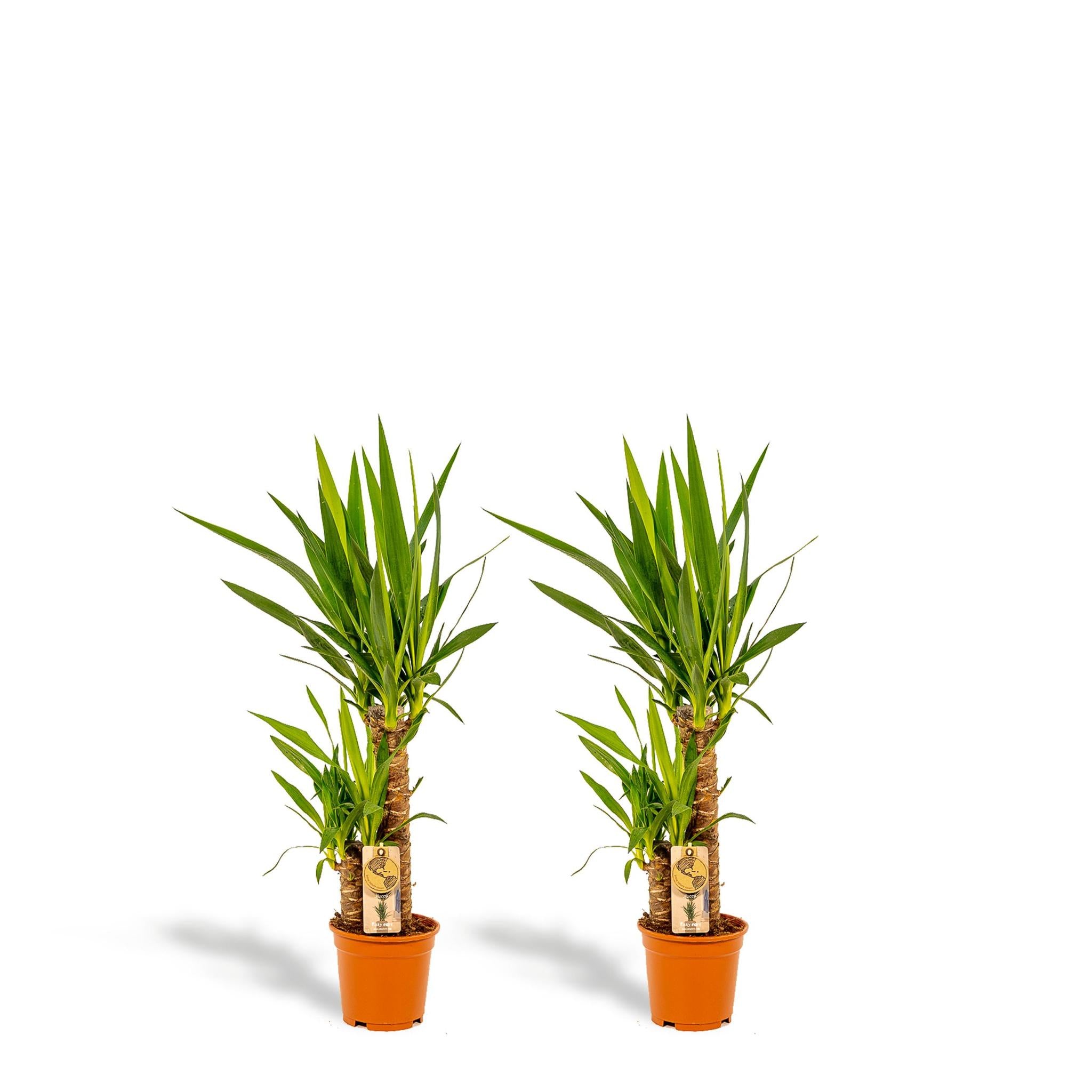 2x Yucca - ↨90cm - Ø17cm