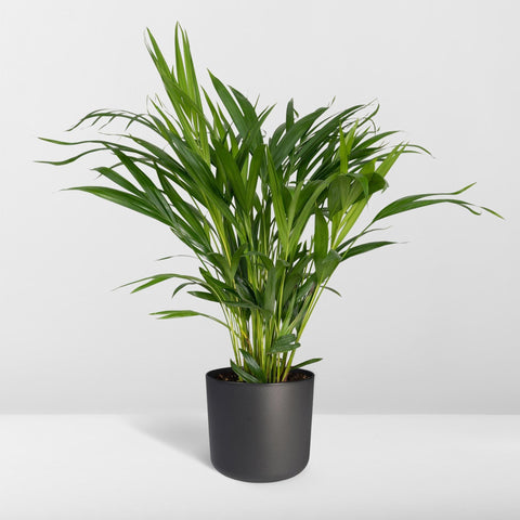 Dypsis Lutescens - Ø17 - ↨60cm