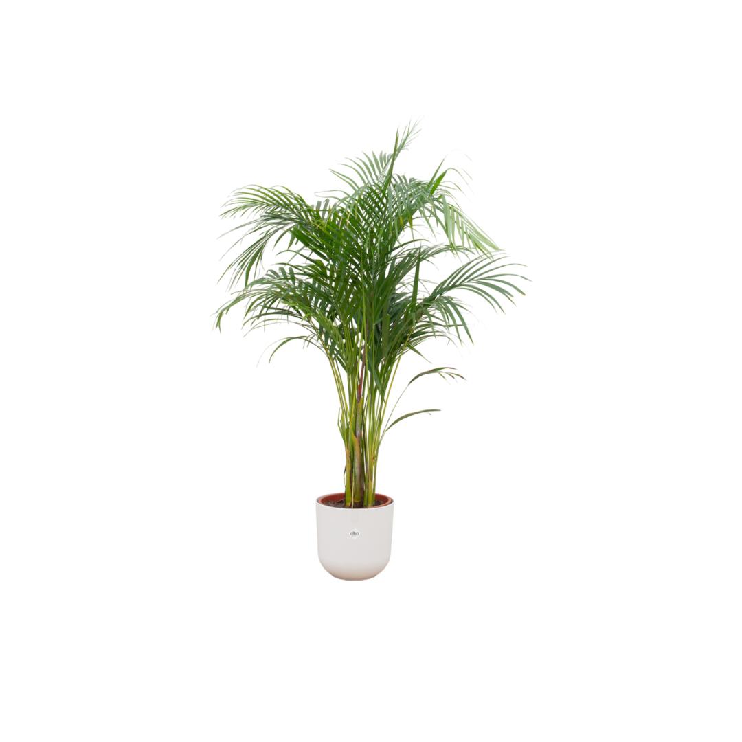 Kombi-Angebot - Areca-Palme inkl. elho Jazz Rund Weiß Ø26 - 140 cm