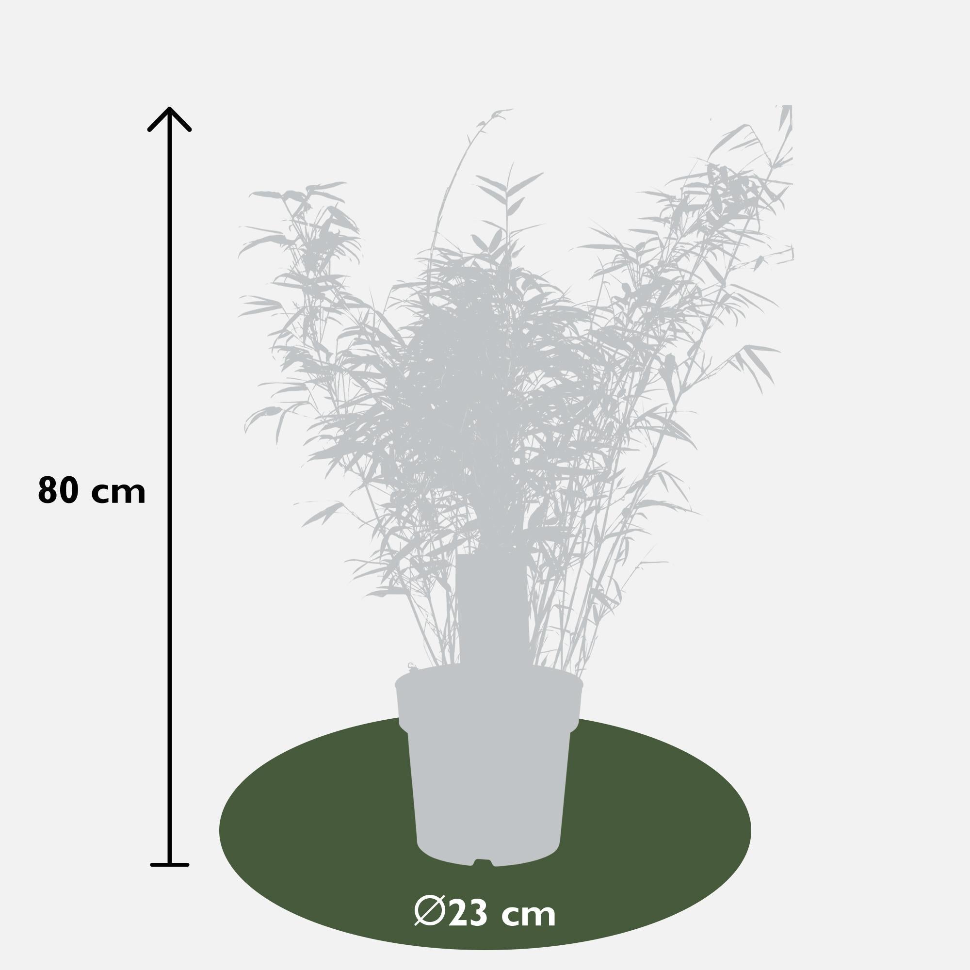 Fargesia rufa - Ø23 - ↨80cm