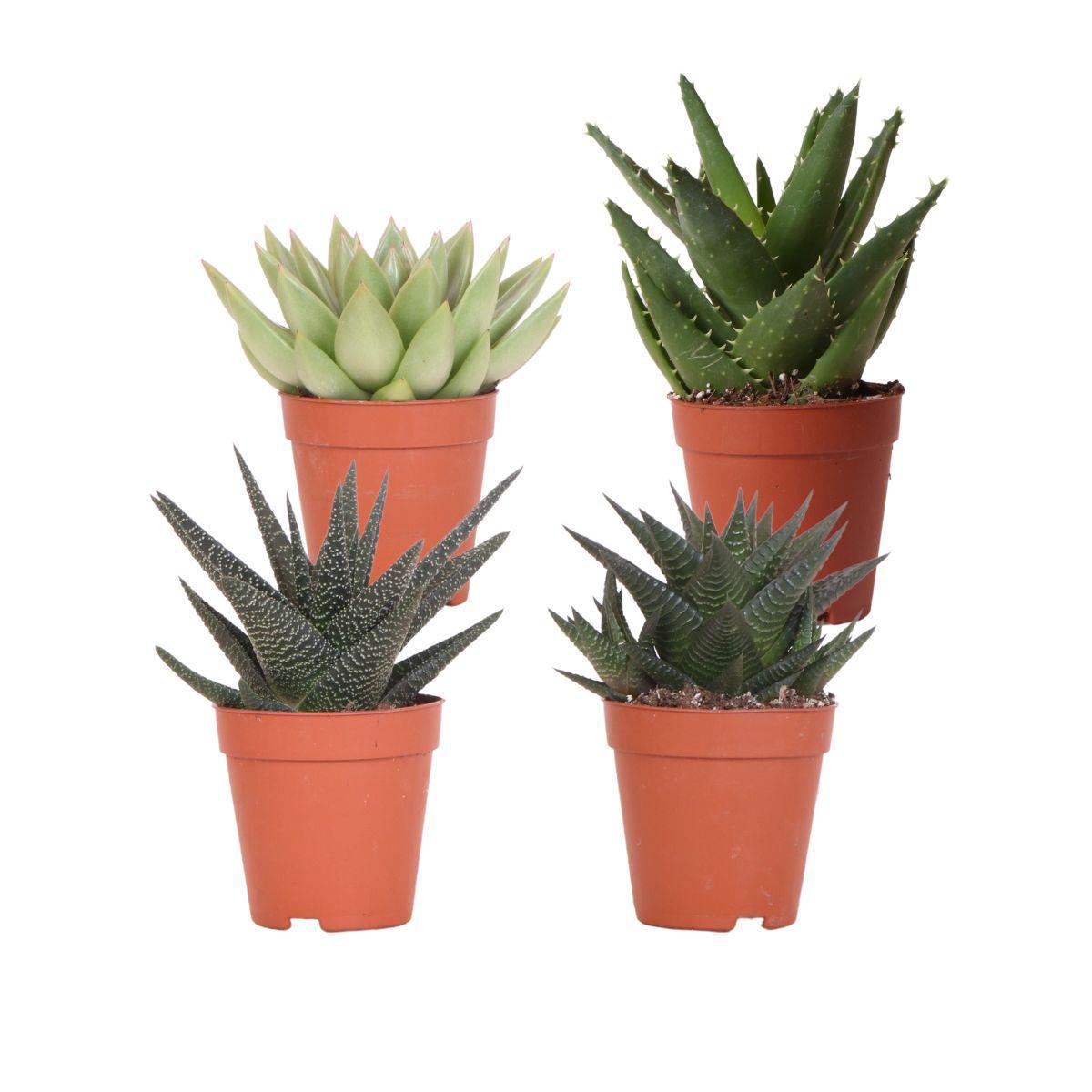 Kolibri Greens | Set mit 4 Sukkulenten - Grünpflanzen - Topfgröße Ø9cm