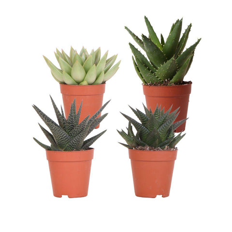 Kolibri Greens | Set mit 4 Sukkulenten - Grünpflanzen - Topfgröße Ø9cm