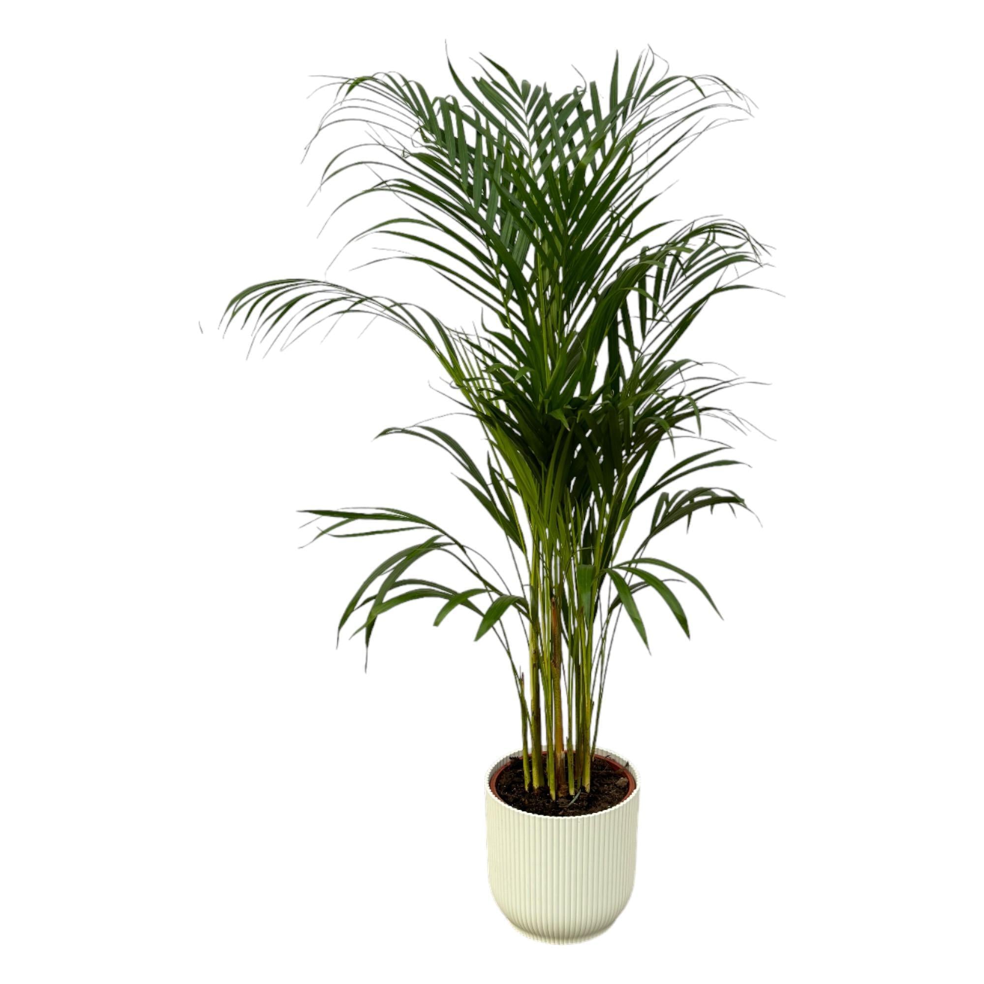 Areca Palme - ↨110cm - Ø21cm inkl. elho Vibes Fold Rund Weiß D22xH20