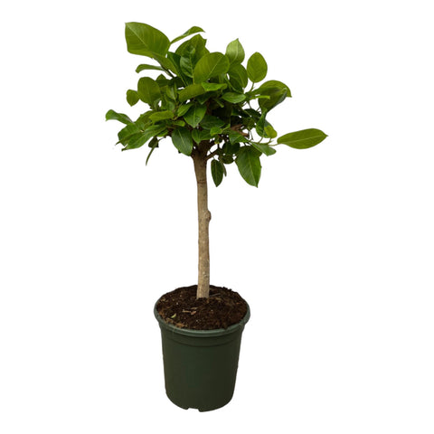 Ficus Altissimo Variegata - 120 cm - Ø33cm