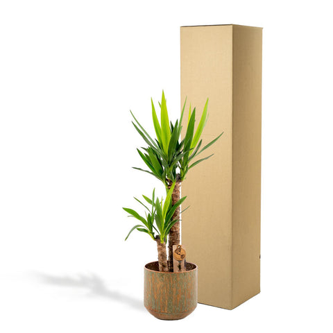 Yucca mit Topf - ↨100cm - Ø21cm