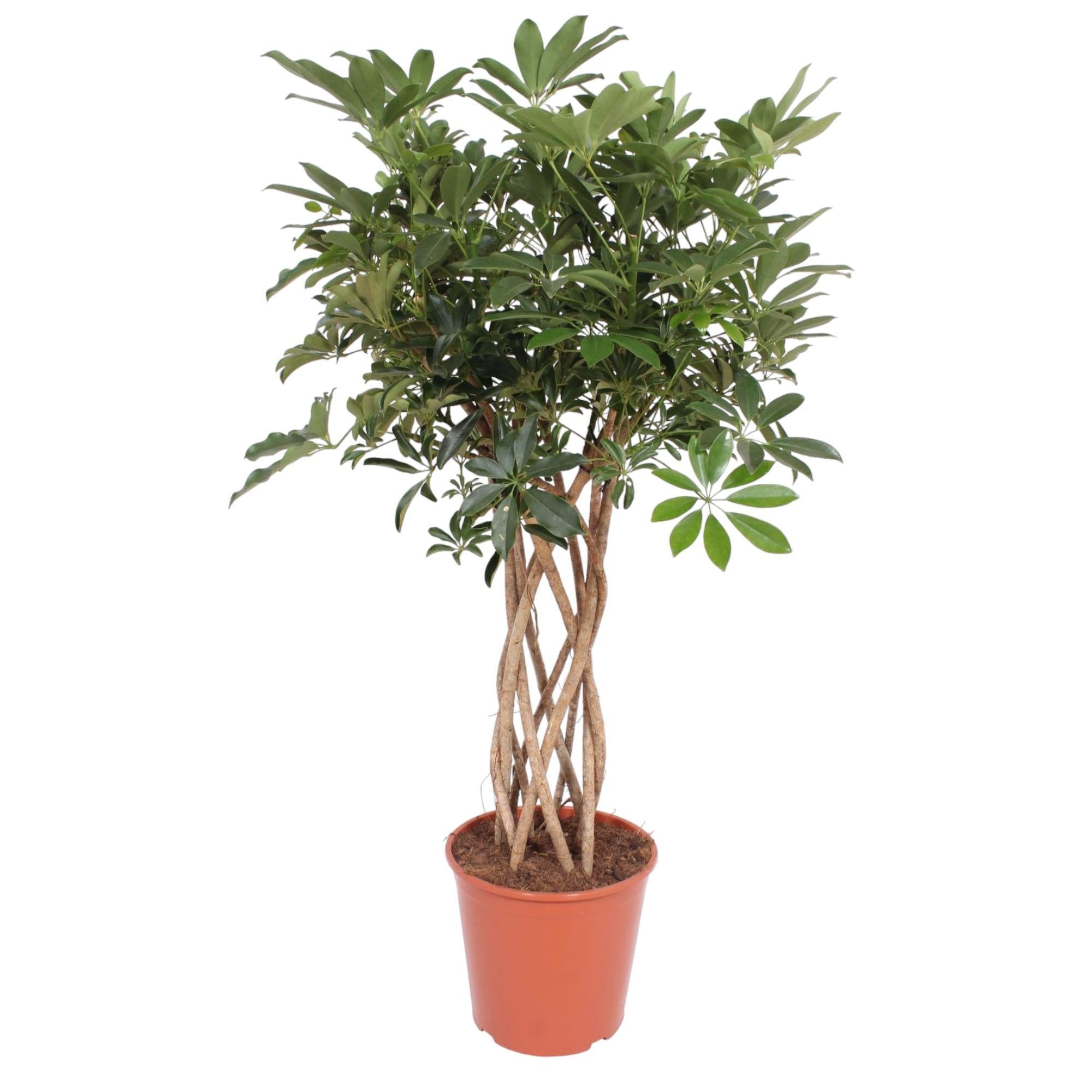 Schefflera Arboricola Compacta geflochtener Stamm - 140 cm - ø30