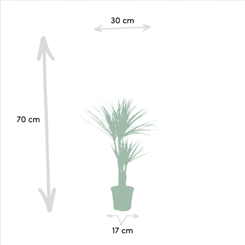 2x Dracaena - ↨90cm - Ø17cm