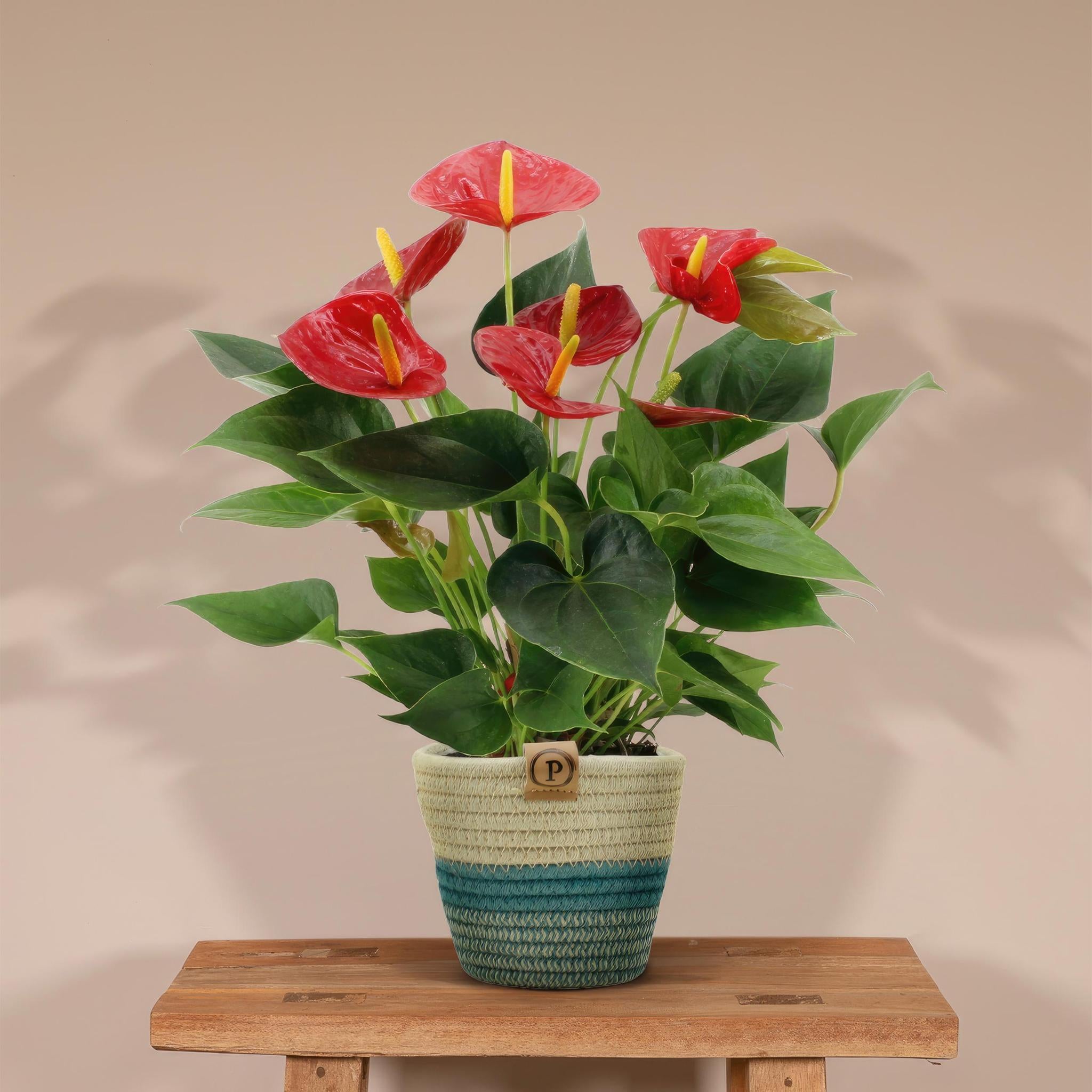 Anthurium Andreanum Diamond Red inkl. PURE Korb - 45cm - Ø12