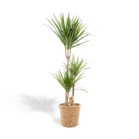 Dracaena mit Korb - ↨120cm - Ø21cm