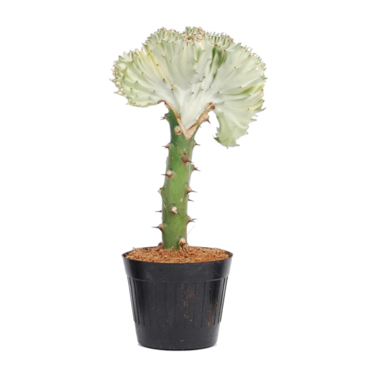 Euphorbia lactea Cristata Weiß - 30 cm - ø10,5