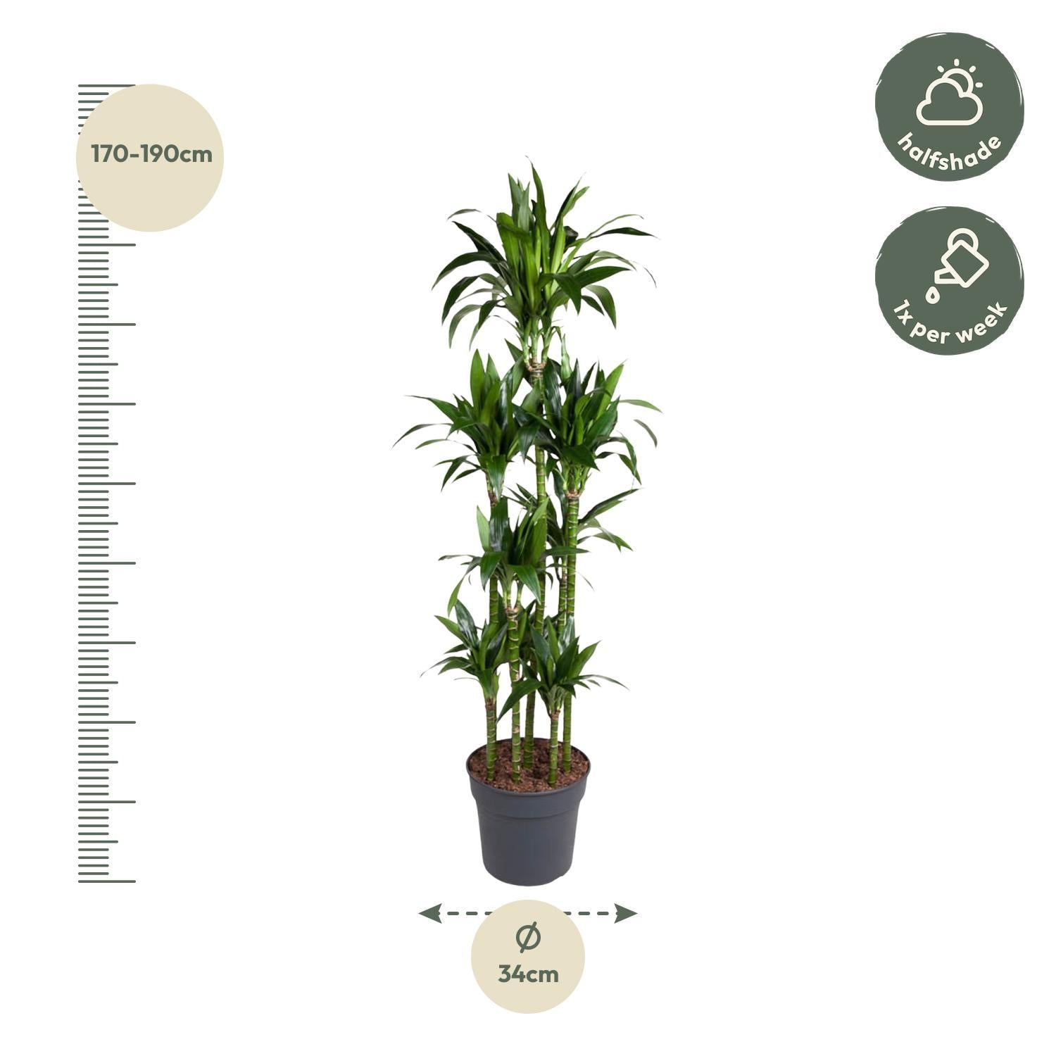 Dracaena Janet Craig Carrousel - 180 cm - ø34