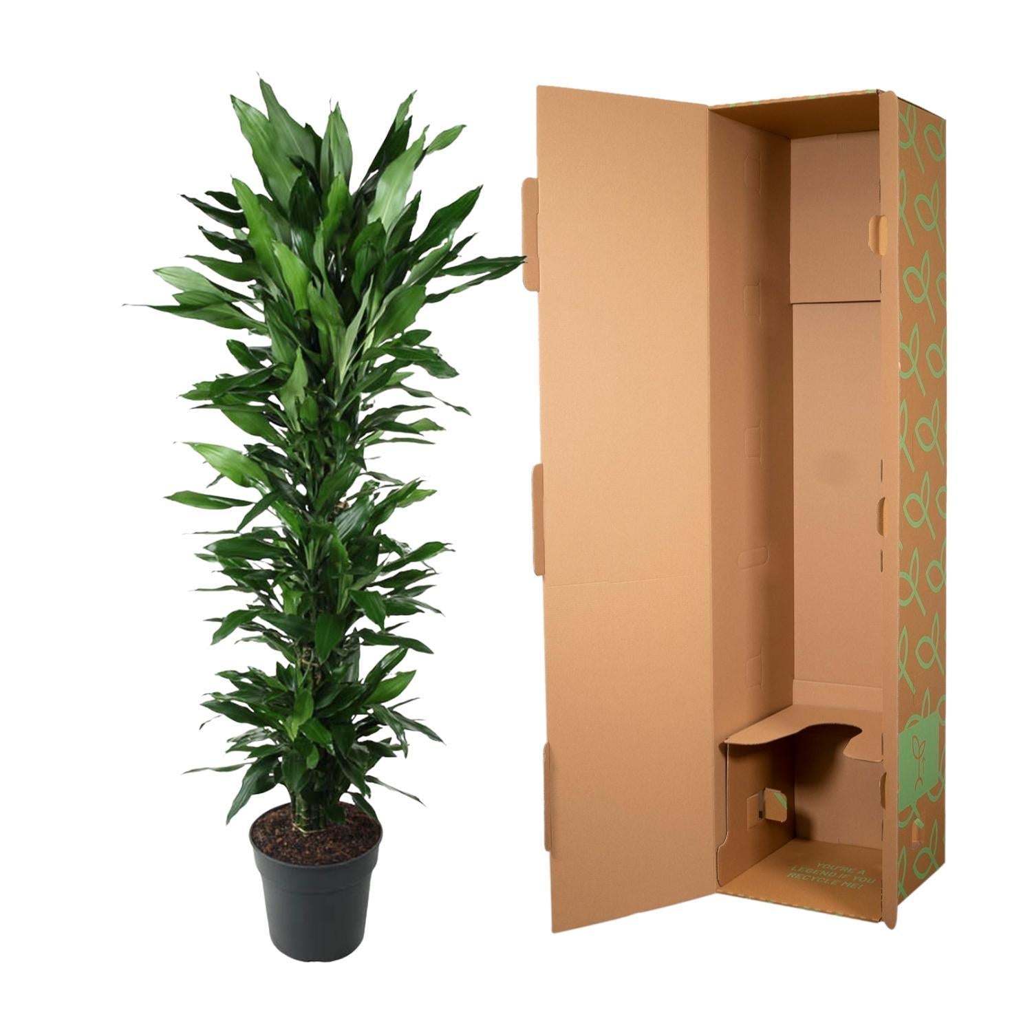 Dracaena Janet Lind verzweigt - 170 cm - ø34