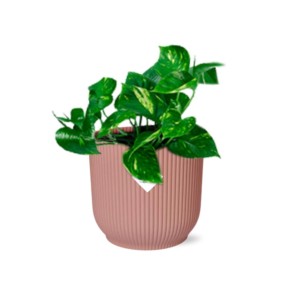 Epipremnum Pinnatum ‘Aureum’ in elho Vibes Fold 14cm Rosa