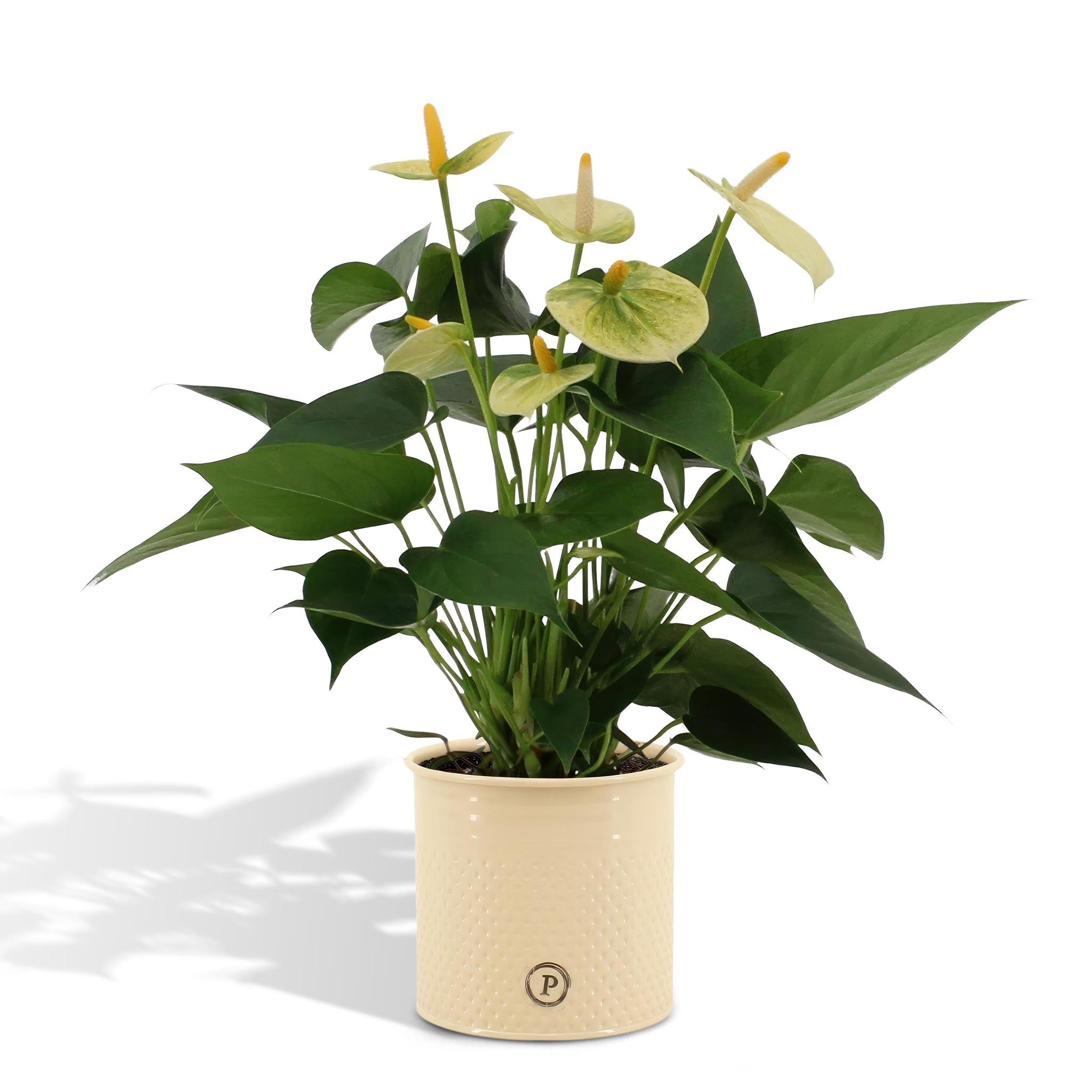 Anthurium Andreanum Vanilla inkl. PURE Zink - 45cm - Ø12