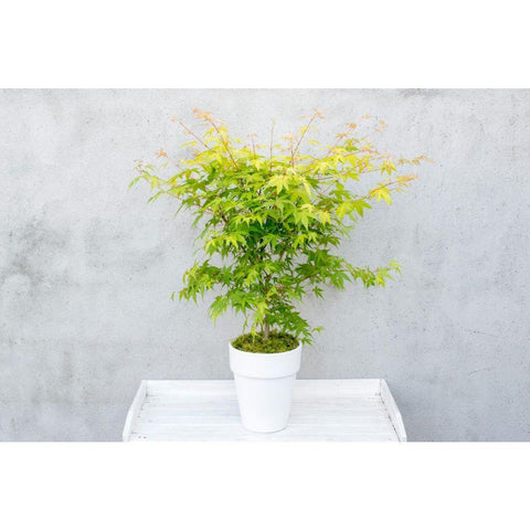 Acer Palmatum Orange Dream - Ø13 - ↨20cm