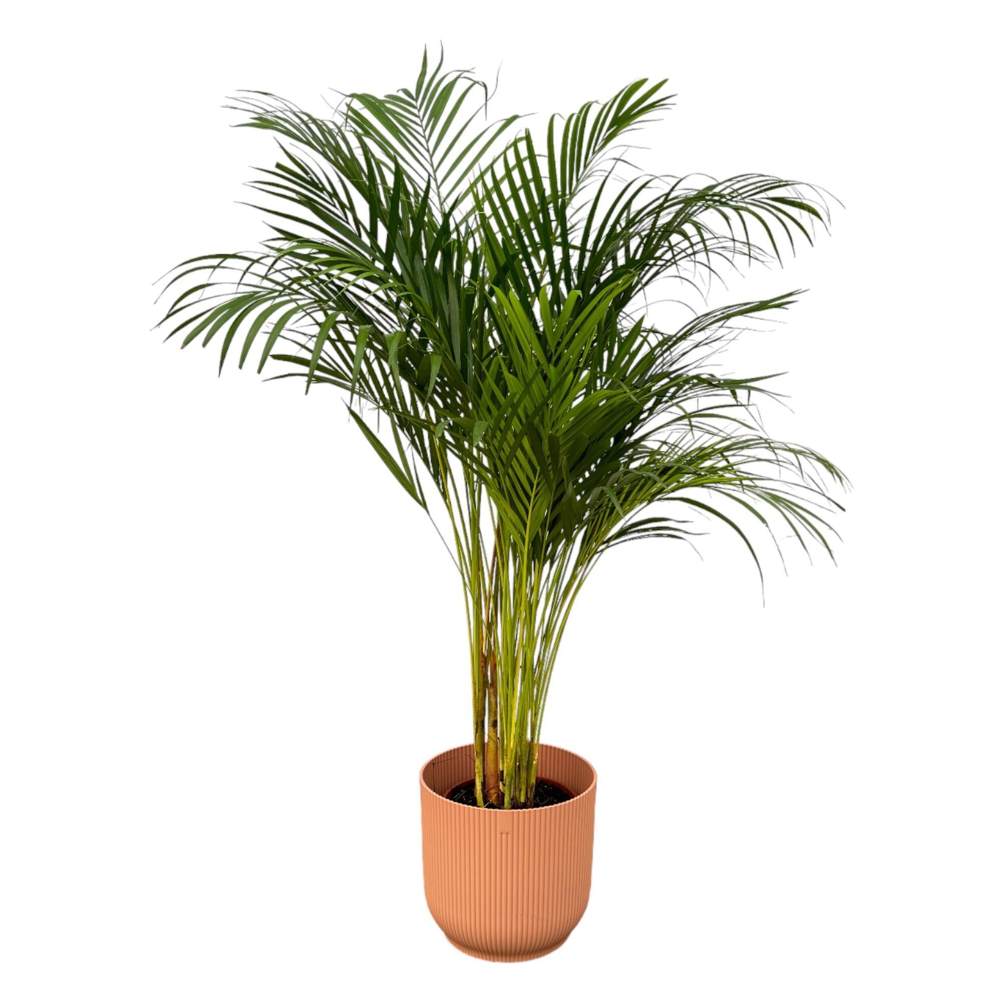 Areca Palme - ↨130cm - Ø24cm inkl. elho Vibes Fold Rund Rosa D30xH27