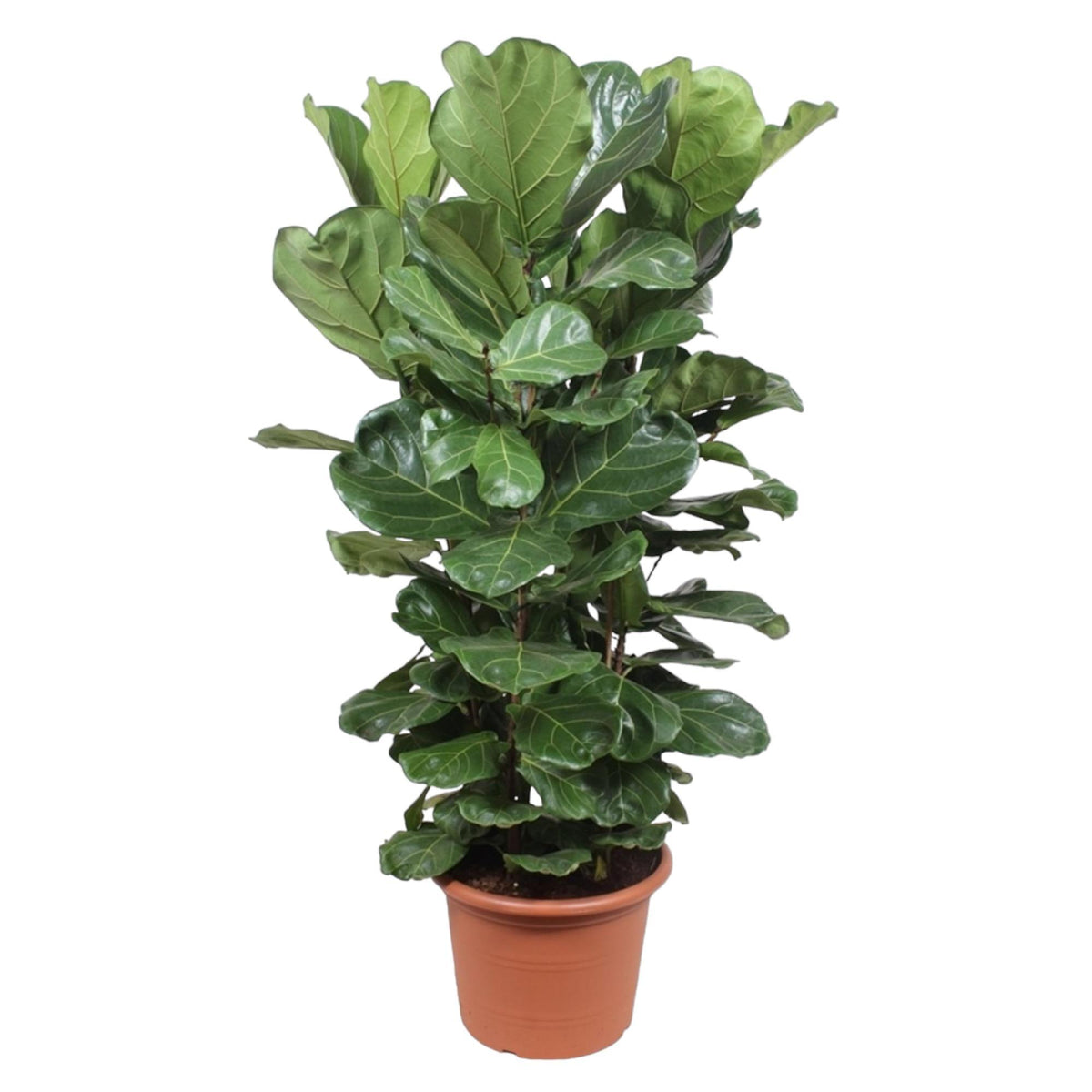 Ficus Lyrata Strauch XL - 180 cm - ø45