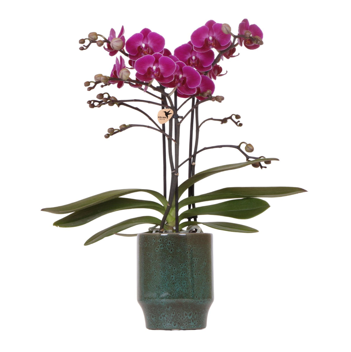 Kolibri Orchids | Lila Phalaenopsis Orchidee - Morelia Classy grün- Topfgröße Ø9cm | blühende Zimmerpflanze - frisch vom Züchter