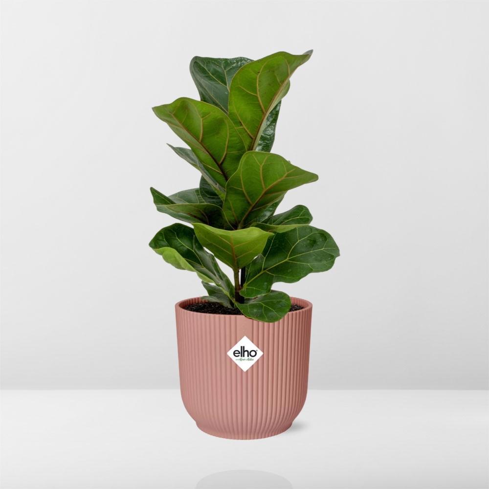 Ficus Lyrata ‘Bambino’ in elho Vibes Fold 14cm Rosa