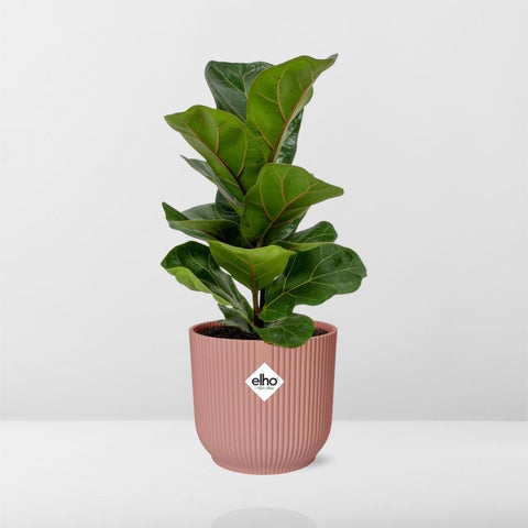 Ficus Lyrata ‘Bambino’ in elho Vibes Fold 14cm Rosa