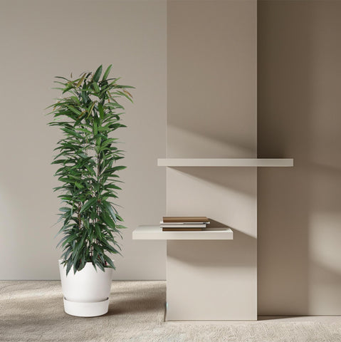 Ficus Alii King Säule - 150 cm - ø29