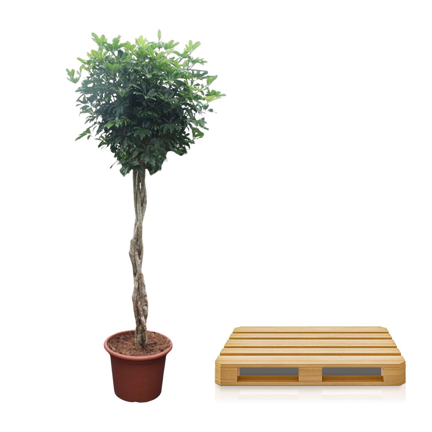 Schefflera Arboricola Compacta geflochtener Stamm - 250 cm - ø55