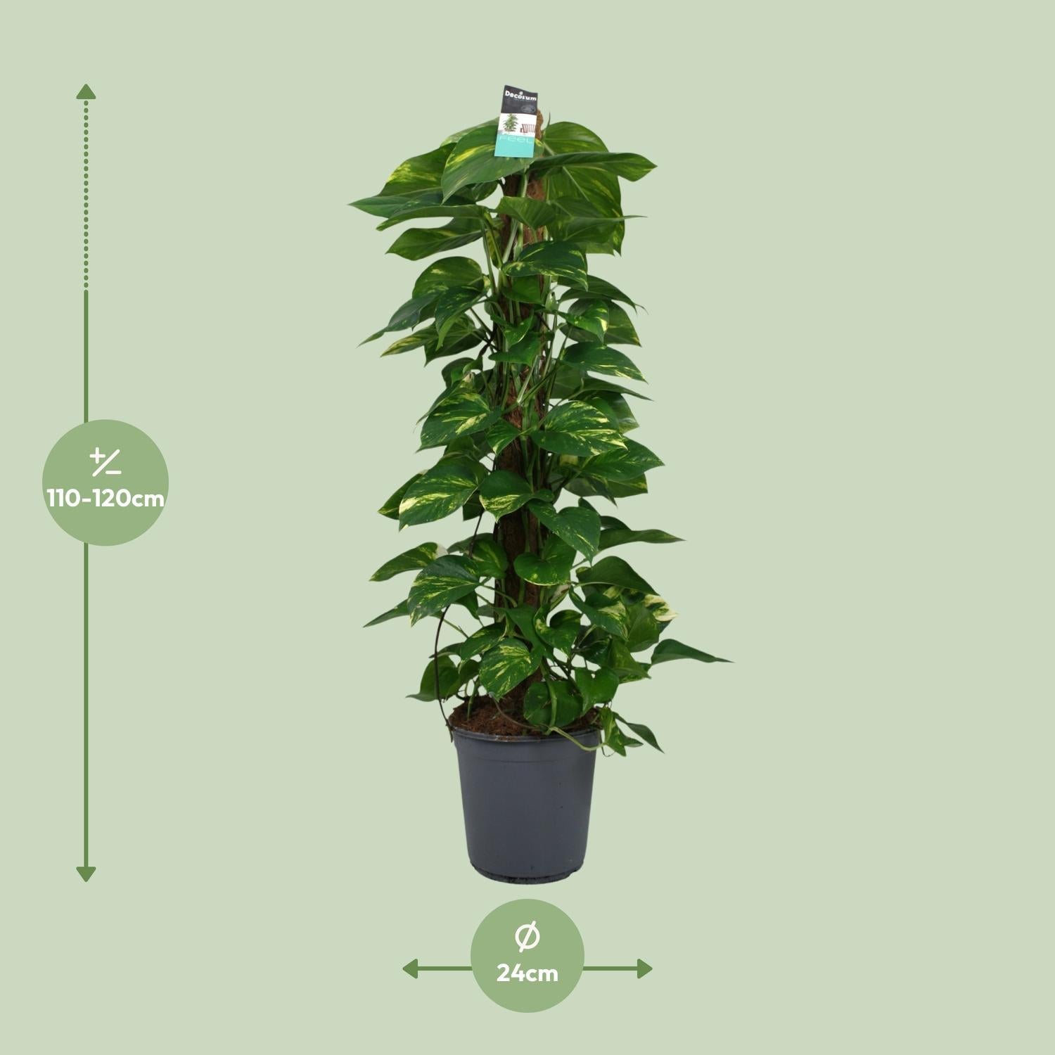 Scindapsus (Epipremnum) - Ø24cm - ↕120cm