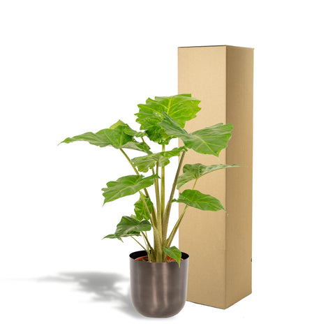 Alocasia Portodora - Ø21cm - ↕80cm + Topf Mayk Lead