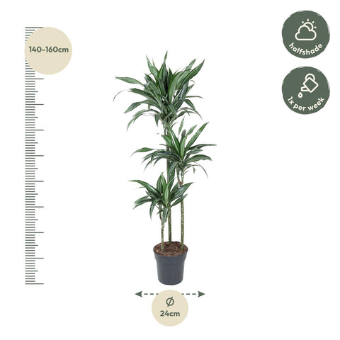 Dracaena Ulises - 150 cm - ø24