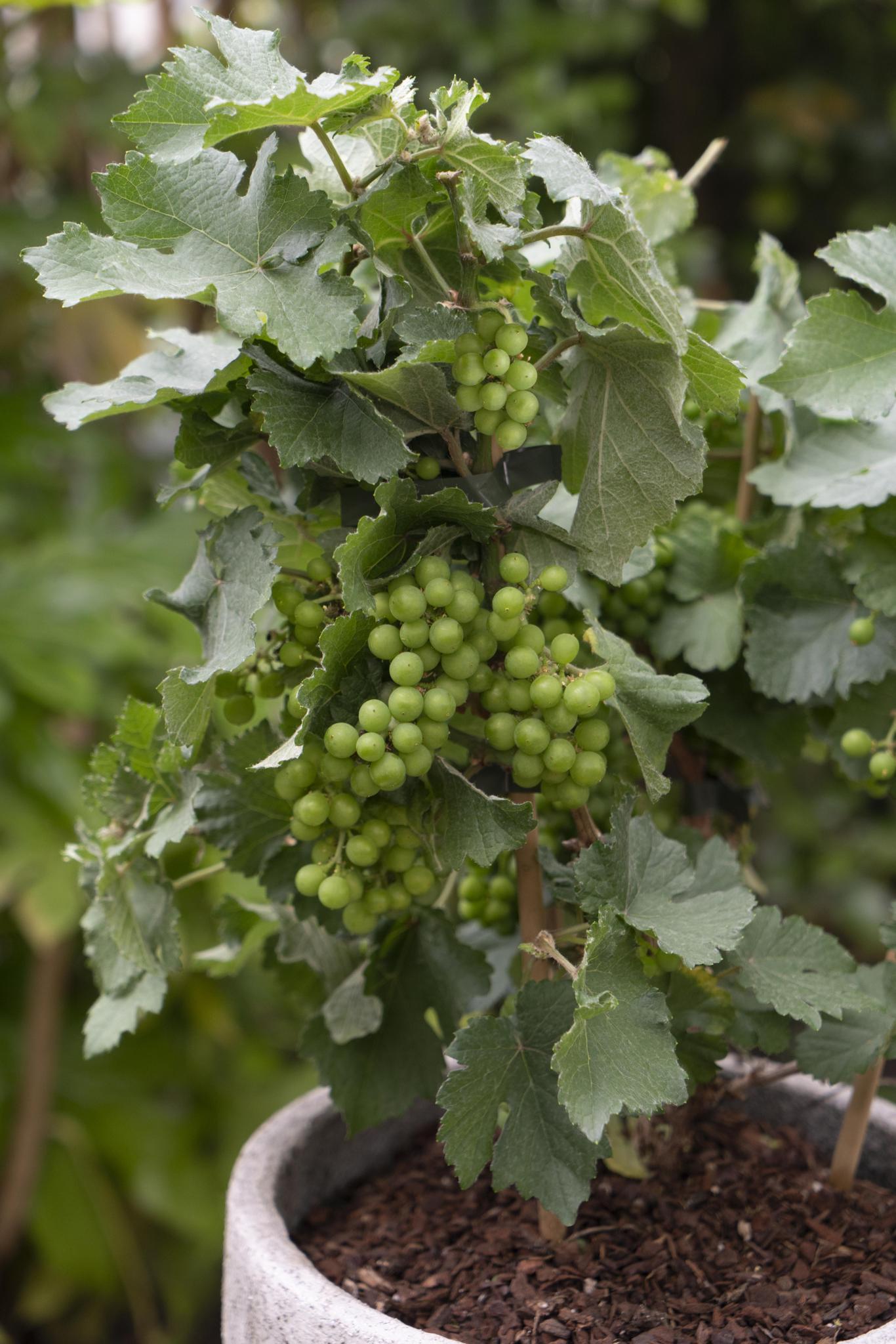 3x - Vitis Pixie 'Riesling' - ↨30cm - Ø14