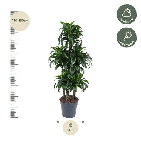 Dracaena Dorado Carrousel - 140 cm - ø31