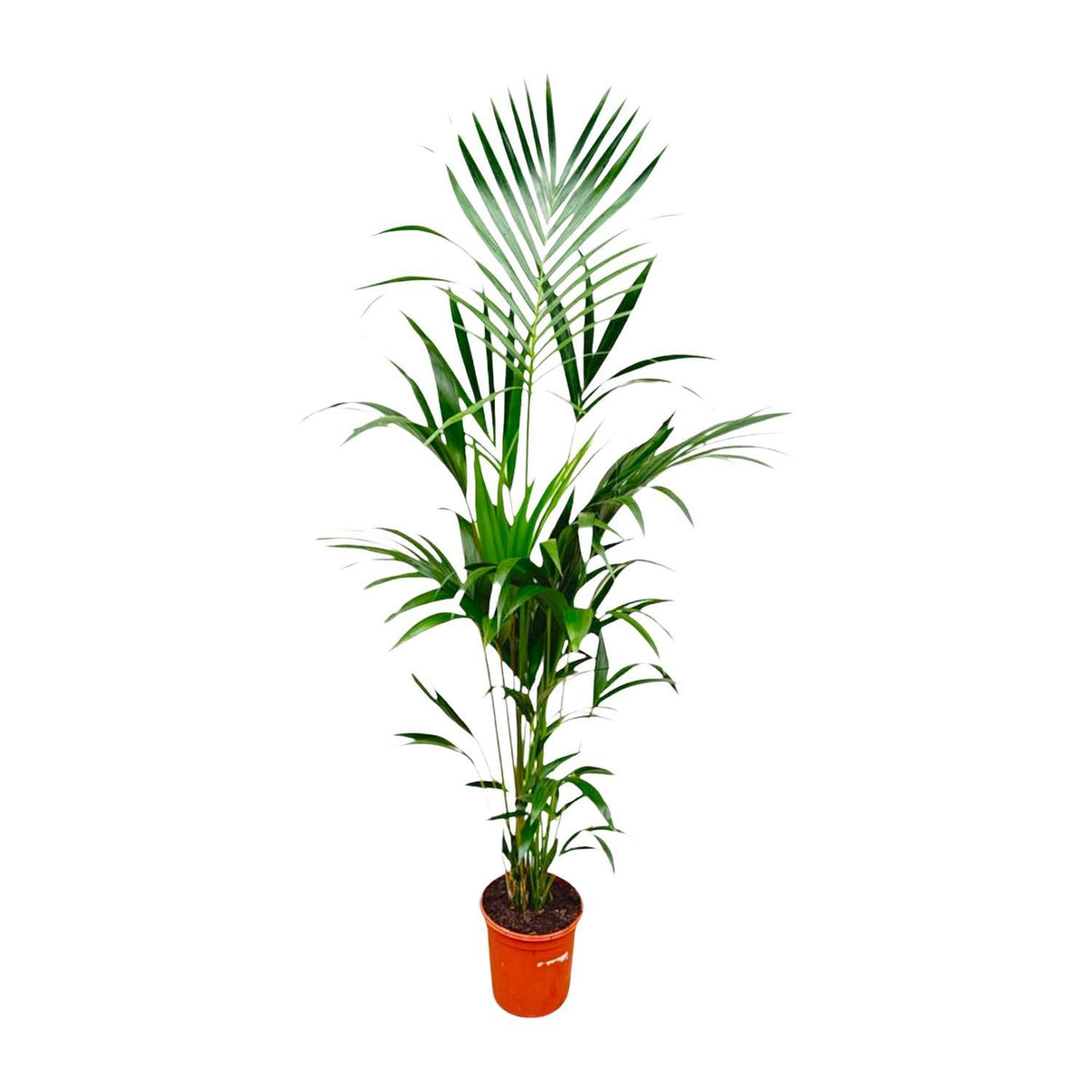 Kentia Palme - 180cm - ⌀24