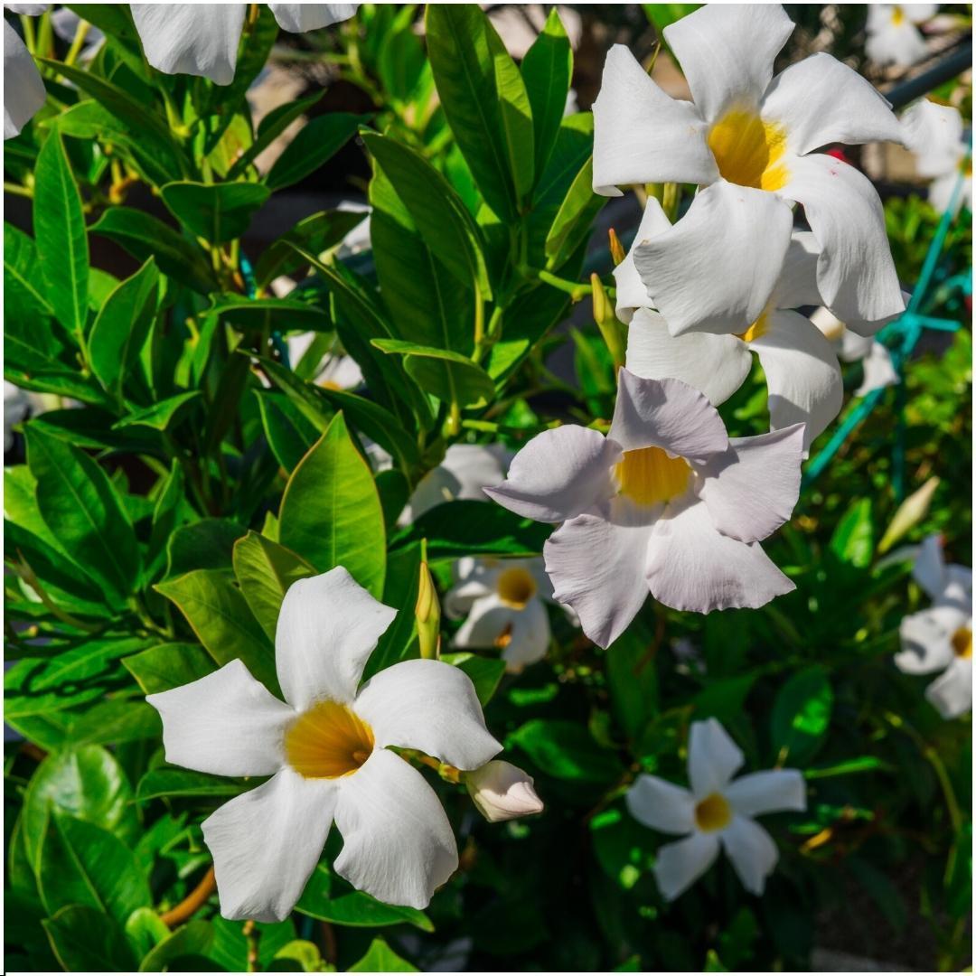 6 x Dipladenia white - Mandevilla Weiß Ø12 cm - ↕25 cm