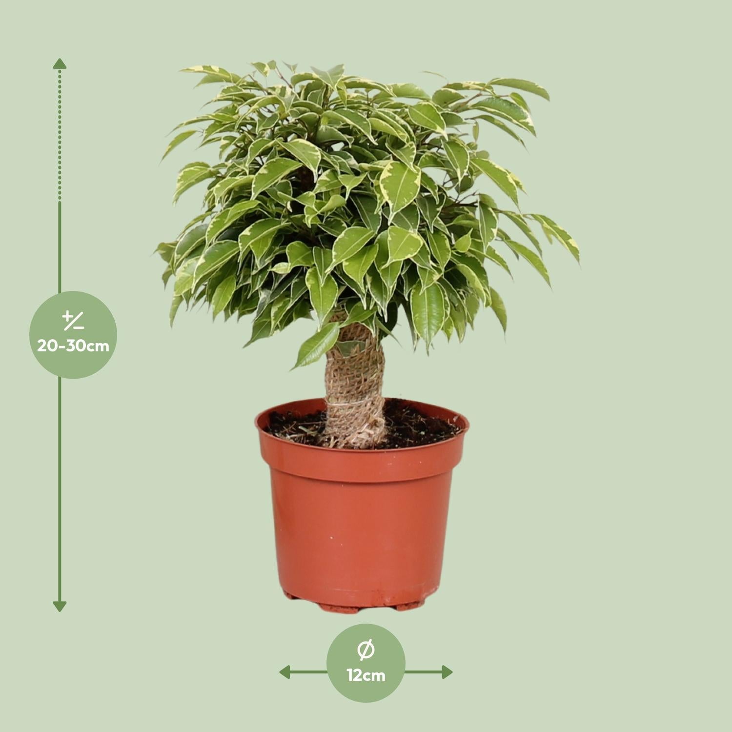 Ficus Benjamina Kinky - Ø12cm - ↕28cm