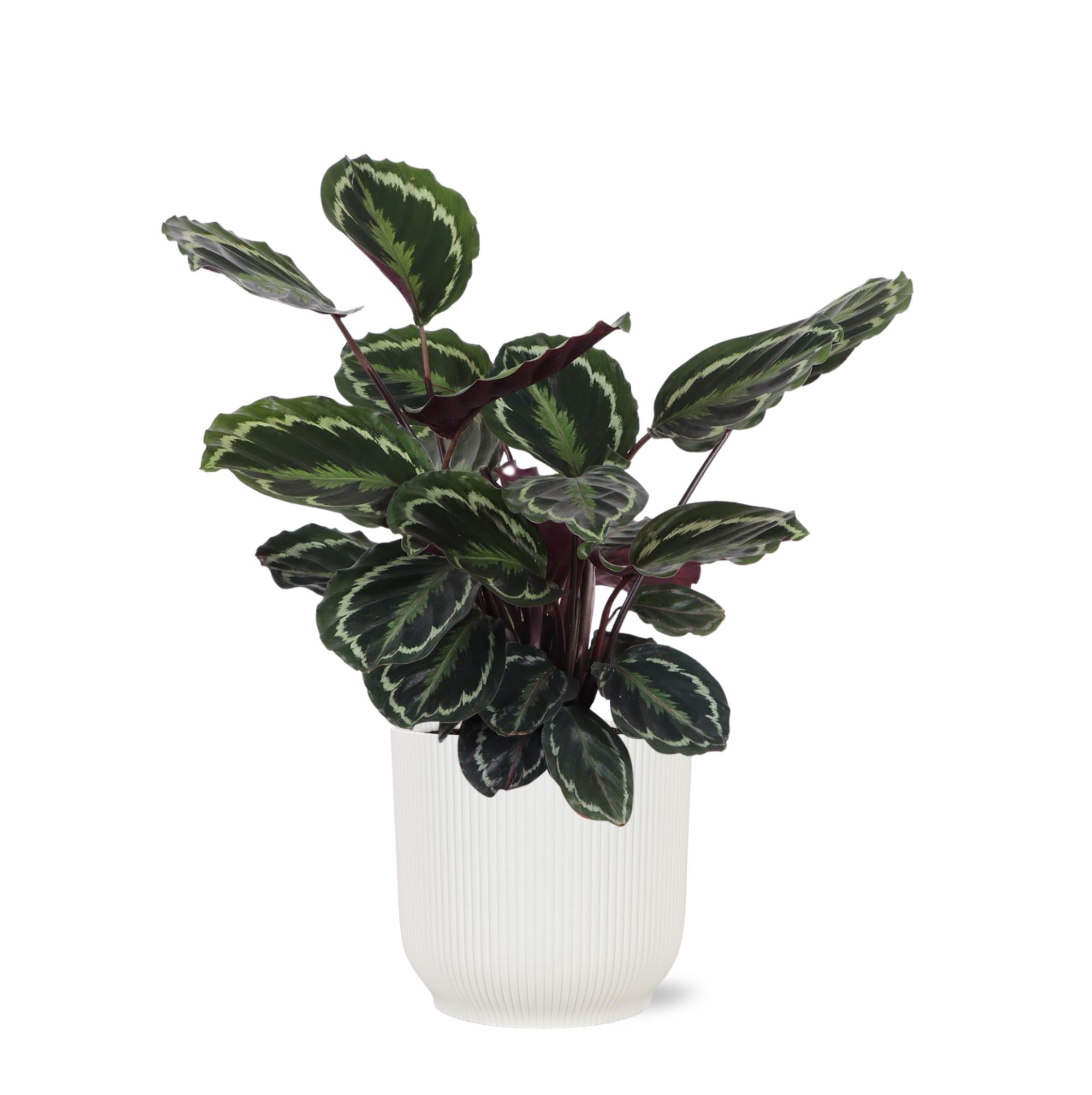 Calathea Medaillon Ø21cm - ↕70cm in Vibes Weiß Topf