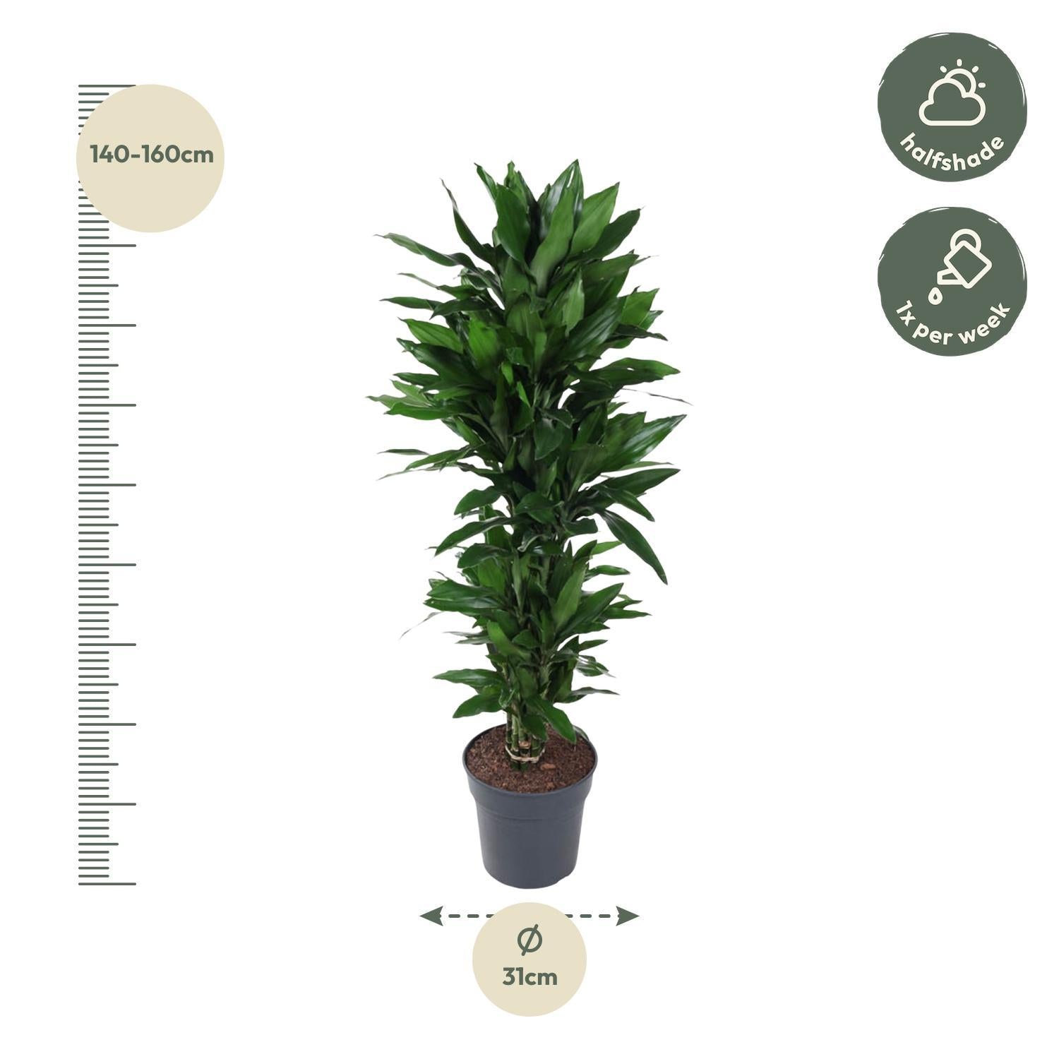 Dracaena Janet Lind verzweigt - 150 cm - ø31