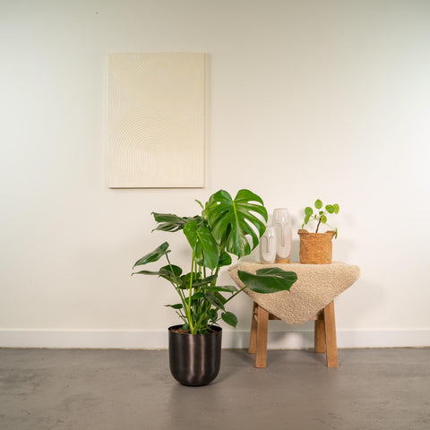 Monstera Deliciosa + Topf Mayk Lead - ↨80cm - Ø21cm