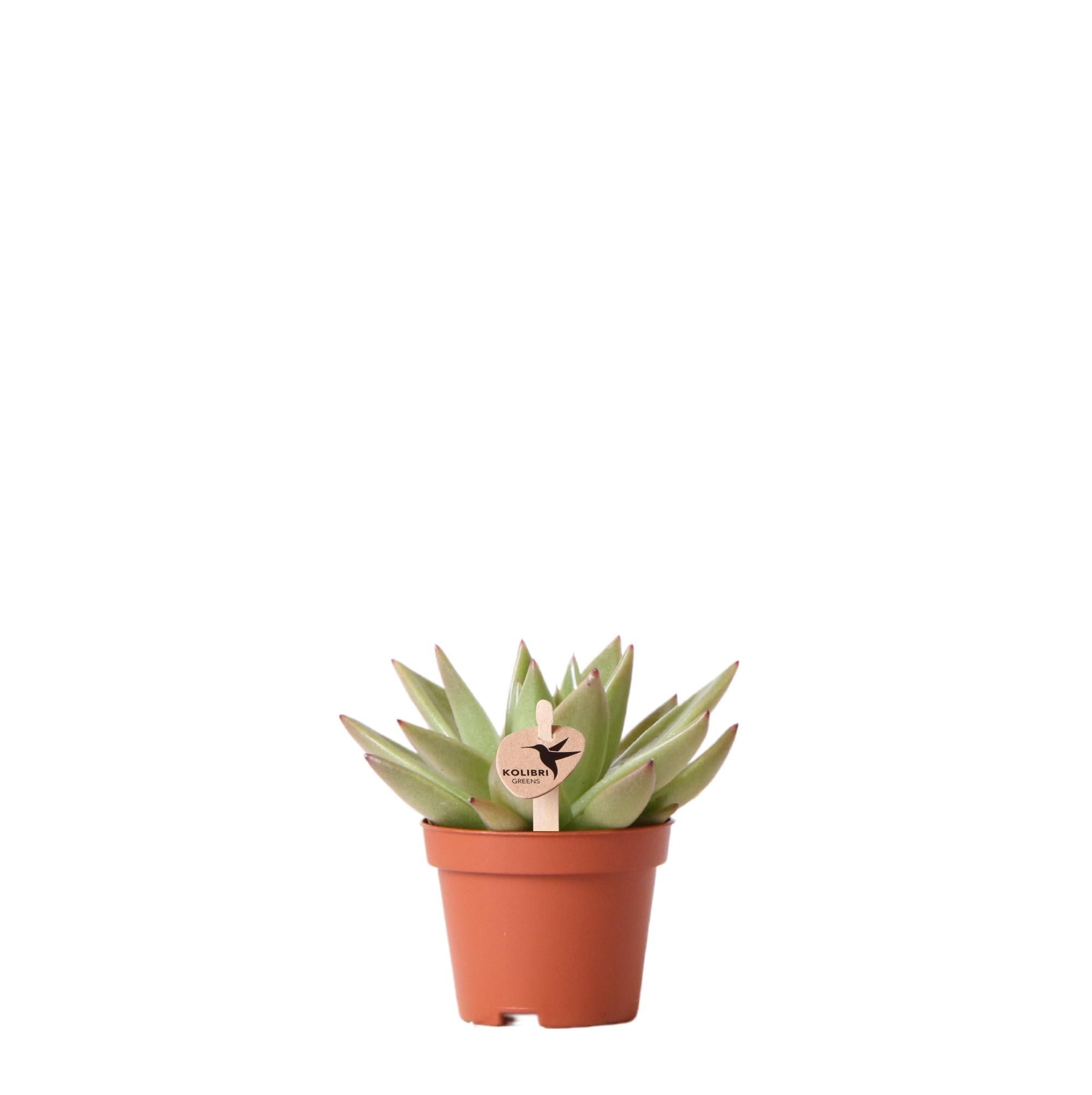 Kolibri Greens | Grüne  Pflanze - Sukkulente Echeveria Miranda - Blumenerde Ø6cm - grüne Zimmerpflanze - frisch aus der Gärtnerei