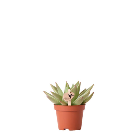 Kolibri Greens | Grüne  Pflanze - Sukkulente Echeveria Miranda - Blumenerde Ø6cm - grüne Zimmerpflanze - frisch aus der Gärtnerei