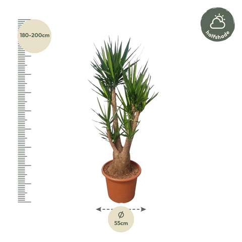 Yucca Elephantipes verzweigt - 190 cm - ø55