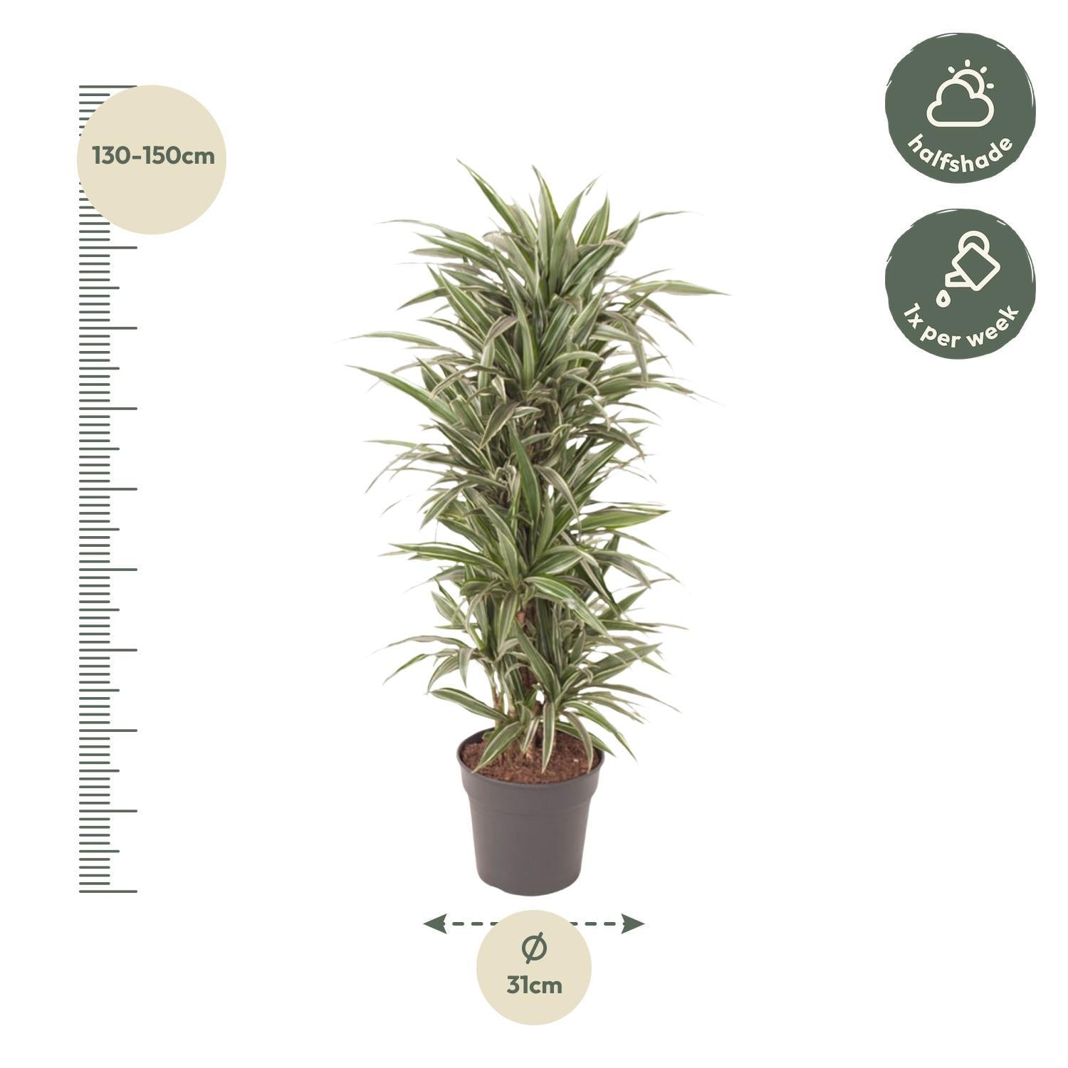 Dracaena Warneckei verzweigt - 140 cm - ø31