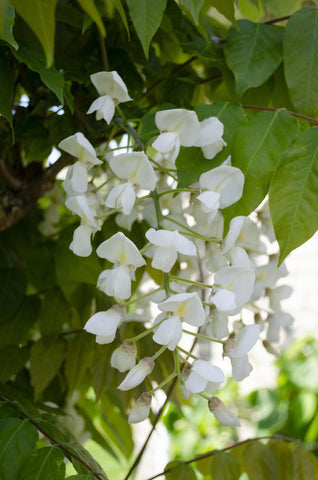 2x - Wisteria floribunda 'Longissima Alba' - ↨65cm - Ø15