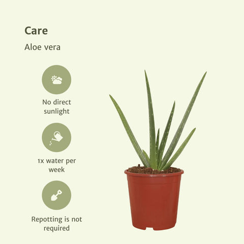 2x Aloe Vera - Sukkulente - 40cm - ø12