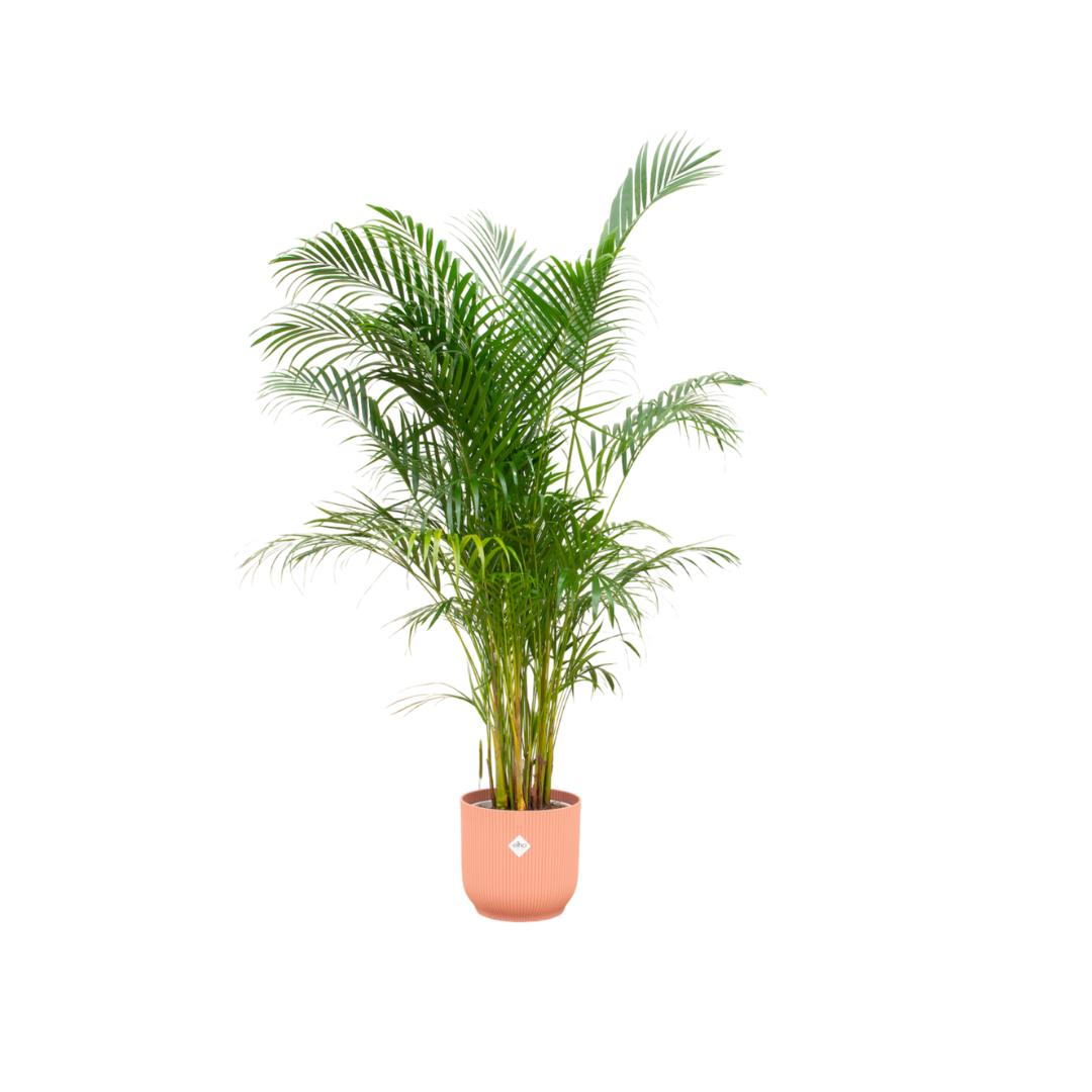 Kombi-Angebot - Areca-Palme inkl. elho Vibes Fold Rund Rosa Ø30 - 160 cm