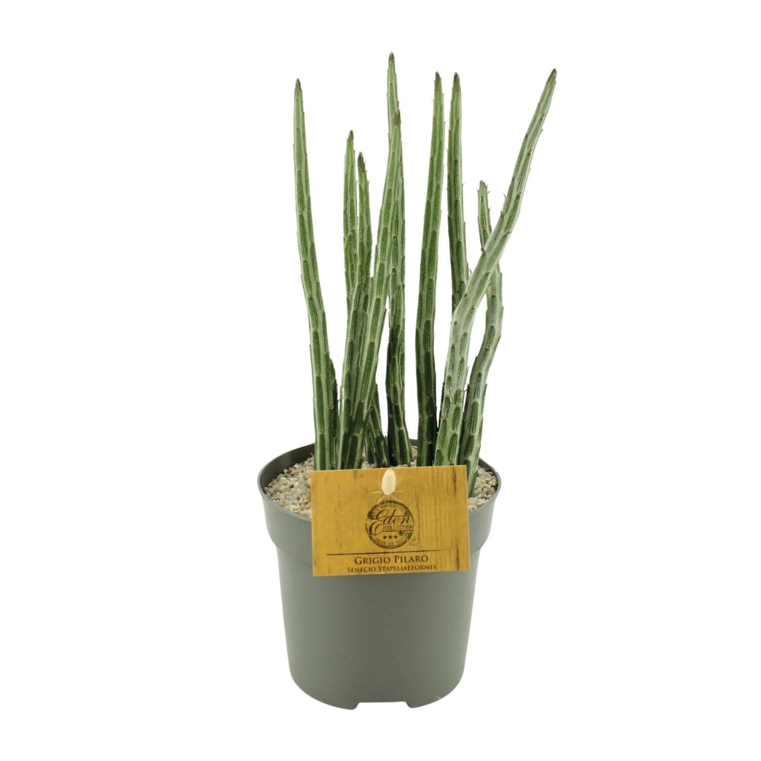 Senecio Stapeliaeformis - Ø10,5cm - ↕15cm