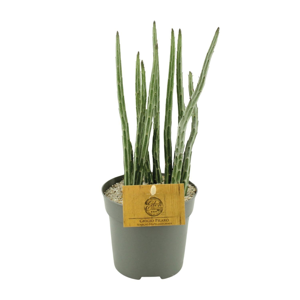 Senecio Stapeliaeformis - Ø10,5cm - ↕15cm