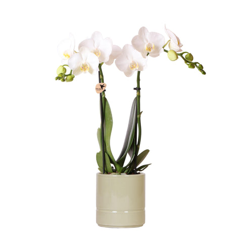 Kolibri Orchids | weiße Phalaenopsis Orchidee - Amabilis + Pastelltopf grün- Topfgröße Ø9cm | blühende Zimmerpflanze - frisch vom Züchter