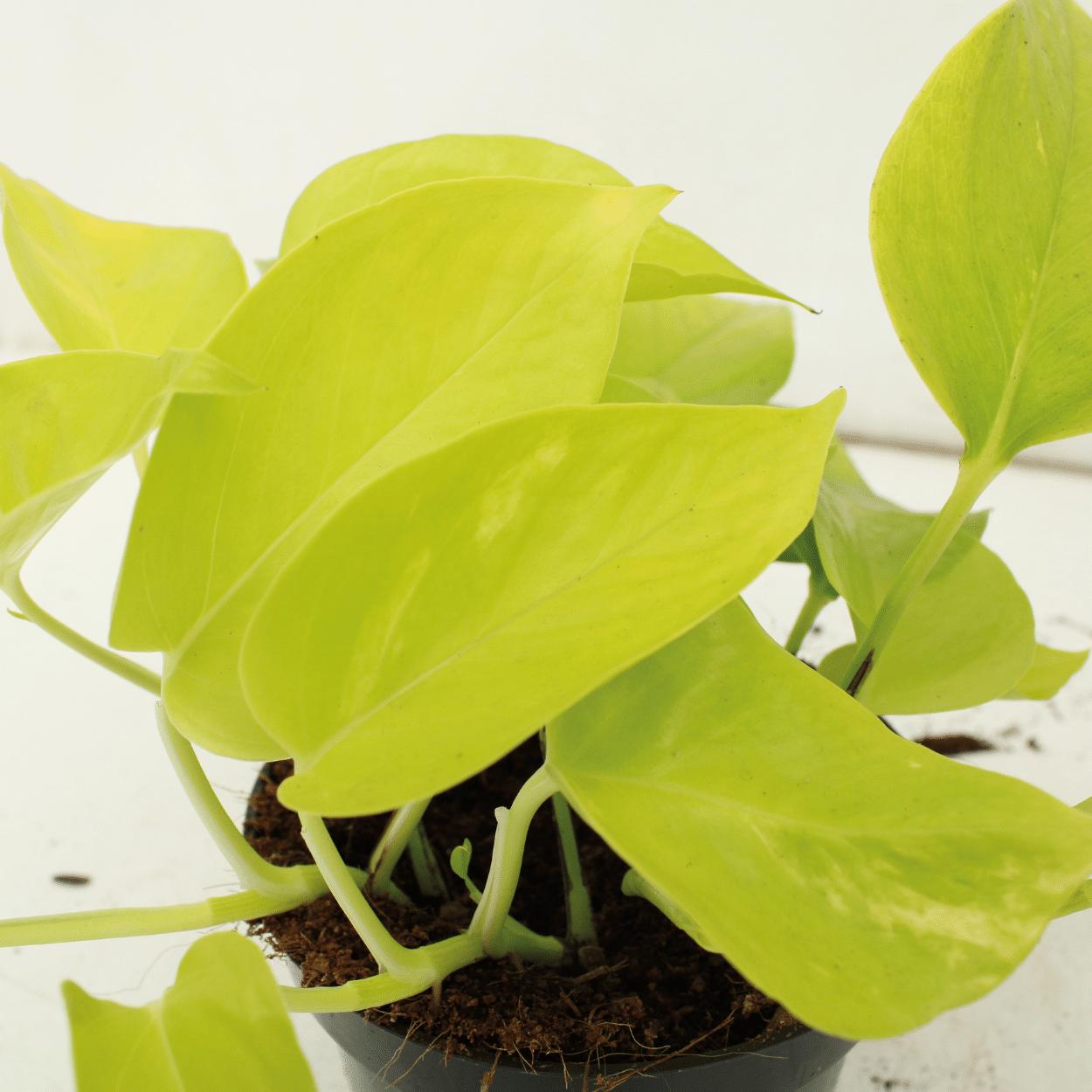 Epipremnum Golden Pothos (Scindapsus) - 4 Stücke - Ø12cm - ↕15cm